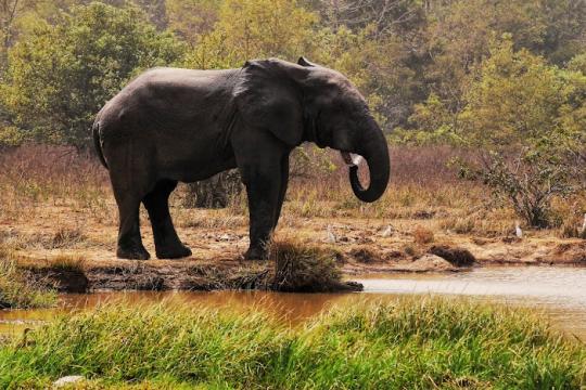 Ghana's Animals