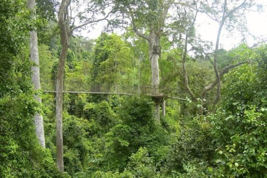 Ghana's Vegetation